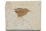 Detailed Fossil Feather - Green River Formation, Wyoming #357001-1